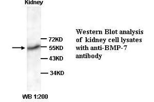 Image no. 1 for anti-Bone Morphogenetic Protein 7 (BMP7) (C-Term) antibody (ABIN791031) (BMP7 Antikörper  (C-Term))