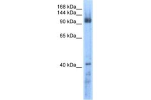 Western Blotting (WB) image for anti-RecQ Protein-Like 5 (RECQL5) antibody (ABIN2461337)
