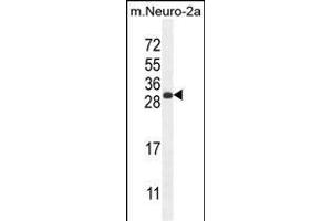 BHLHA15 Antibody (C-term) (ABIN654606 and ABIN2844305) western blot analysis in mouse Neuro-2a cell line lysates (35 μg/lane). (BHLHA15 Antikörper  (C-Term))