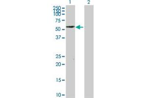 Western Blot analysis of PTRF expression in transfected 293T cell line by PTRF MaxPab polyclonal antibody. (PTRF Antikörper  (AA 1-390))