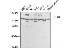 Western blot analysis of extracts of various cell lines using SRPK1 Polyclonal Antibody at dilution of 1:1000.