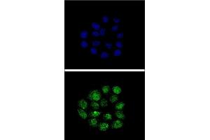 Confocal immunofluorescent analysis of TIEG2 Antibody (N-term) (ABIN390561 and ABIN2840892) with Hela cell followed by Alexa Fluor® 488-conjugated goat anti-rabbit lgG (green). (KLF11 Antikörper  (N-Term))