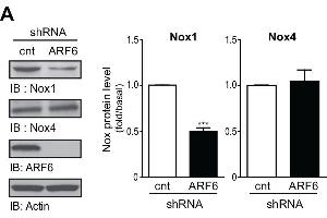 ARF6 regulates Nox1 expression. (NOX1 Antikörper  (AA 425-515))