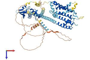 KCND2 Protein (AA 1-630) (His tag)
