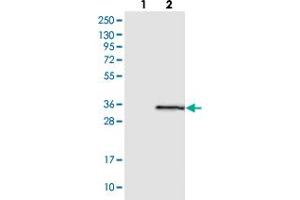 Western blot analysis of Lane 1: Negative control (vector only transfected HEK293T lysate), Lane 2: Over-expression Lysate (Co-expressed with a C-terminal myc-DDK tag (~3. (GINS4 Antikörper)