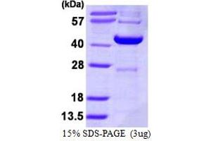 SDS-PAGE (SDS) image for Decapping Enzyme, Scavenger (DCPS) (AA 1-337) protein (His tag) (ABIN7279518)