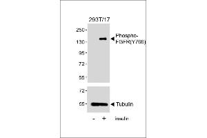 Western blot analysis of lysates from 293T/17 cell line, untreated or treated with insulin(0. (FGFR (pTyr766) Antikörper)