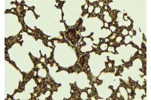 ABIN6276432 at 1/100 staining Mouse lung tissue by IHC-P. (MYD88 Antikörper  (C-Term))