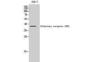 Western Blotting (WB) image for anti-Olfactory Receptor, Family 10, Subfamily Z, Member 1 (OR10Z1) (Internal Region) antibody (ABIN3176477) (OR10Z1 Antikörper  (Internal Region))