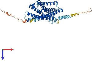 XCR1 Protein (AA 1-333) (His tag)