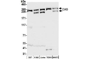 Western Blotting (WB) image for anti-Carbamoyl-Phosphate Synthetase 2, Aspartate Transcarbamylase, and Dihydroorotase (CAD) (AA 1850-2000) antibody (ABIN7454743)