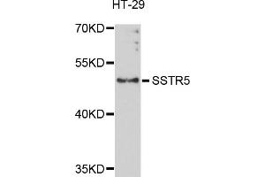 Western blot analysis of extracts of HT-29 cells, using SSTR5 antibody (ABIN5971607) at 1/1000 dilution.