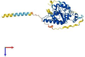 GBGT1 Protein (AA 1-347) (His tag)