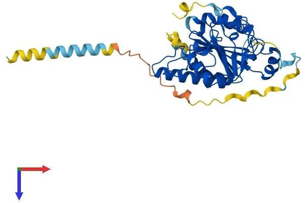 GBGT1 Protein (AA 1-347) (His tag)
