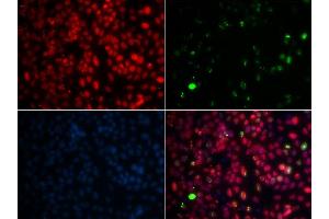 Immunofluorescence analysis of GFP-RNF168 transgenic U2OS cells using MPG antibody. (MPG Antikörper  (AA 1-293))