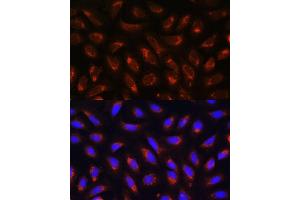 Immunofluorescence analysis of U-2 OS cells using MRPL43 antibody (ABIN7268573) at dilution of 1:100.