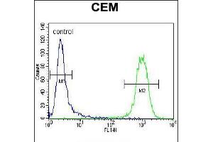 Flow cytometric analysis of CEM cells (right histogram) compared to a negative control cell (left histogram). (ATF3 Antikörper  (C-Term))
