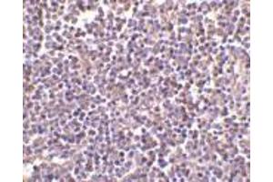 Immunohistochemistry of AIM in human lymph node tissue with AIM antibody at 2 μg/ml. (CD5L Antikörper  (N-Term))