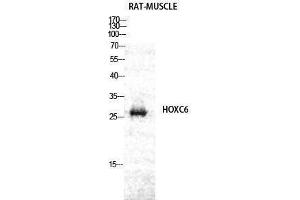 Western Blotting (WB) image for anti-Homeobox C6 (HOXC6) (C-Term) antibody (ABIN3185076) (Homeobox C6 Antikörper  (C-Term))