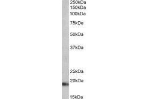 Western Blotting (WB) image for anti-Natriuretic Peptide A (NPPA) (C-Term) antibody (ABIN2464969) (NPPA Antikörper  (C-Term))