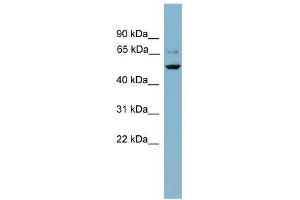 Western Blot showing ANGPTL3 antibody used at a concentration of 1-2 ug/ml to detect its target protein. (ANGPTL3 Antikörper  (N-Term))