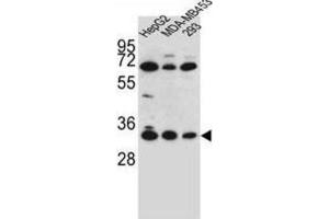 Western Blotting (WB) image for anti-Olfactory Receptor, Family 2, Subfamily T, Member 3 (OR2T3) antibody (ABIN2996437) (OR2T3 Antikörper)