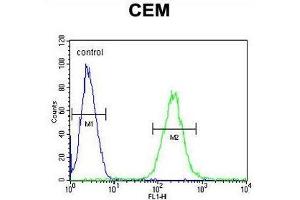 ZNF667 Antibody (Center) flow cytometric analysis of CEM cells (right histogram) compared to a negative control cell (left histogram). (ZNF667 Antikörper  (Middle Region))