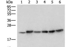 Western blot analysis of Mouse skeletal muscle tissue Mouse kidney tissue PC-3 Jurkat HepG2 and Hela cell lysates using ATP5PD Polyclonal Antibody at dilution of 1:300 (ATP5H Antikörper)