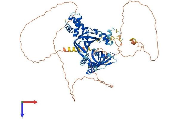 RMI1 Protein (AA 1-616) (His tag)