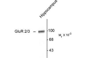 Image no. 1 for anti-Glutamate Receptor, Ionotropic, AMPA 2 (GRIA2) (C-Term) antibody (ABIN372655) (GRIA2 Antikörper  (C-Term))