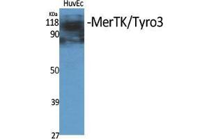 Western Blot (WB) analysis of specific cells using MerTK/Tyro3 Polyclonal Antibody. (MerTK/Tyro3 Antikörper  (Ser1181))