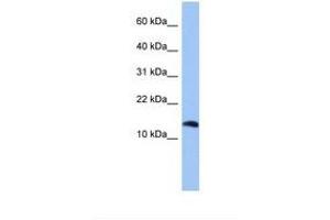 Image no. 1 for anti-Parathyroid Hormone 2 (PTH2) (C-Term) antibody (ABIN6739404) (Parathyroid Hormone 2 (PTH2) (C-Term) Antikörper)