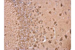 IHC-P Image EEF1A2 antibody detects EEF1A2 protein at cytosol on mouse fore brain by immunohistochemical analysis. (EEF1A2 Antikörper)