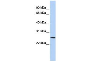 WB Suggested Anti-VGLL1 Antibody Titration: 0.