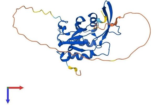 CTDSP1 Protein (AA 1-261) (His tag)