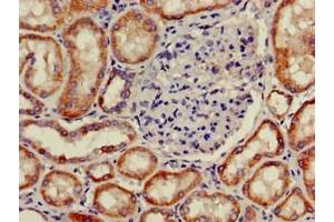 Immunohistochemistry of paraffin-embedded human kidney tissue using ABIN7162567 at dilution of 1:100