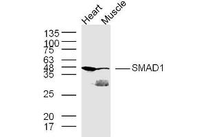 Line 1, mouse heart lysates；line 2, mouse muscle lysates, probed with SMAD1 Polyclonal Antibody, Unconjugated  at 1:300 in 4˚C overnight. (SMAD1 Antikörper  (AA 151-250))