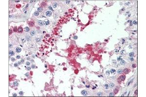Human Testis (formalin-fixed, paraffin-embedded) stained with SIL1at 5 µg/ml followed by biotinylated anti-goat IgG secondary antibody, alkaline phosphatase-streptavidin and chromogen. (SIL1 Antikörper  (C-Term))