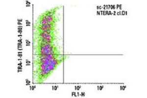 Indirect FCM analysis of NTERA-2 cl. (TRA1-81 Antikörper)
