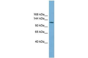WB Suggested Anti-CDC27  Antibody Titration: 0. (CDC27 Antikörper  (Middle Region))