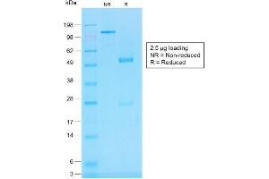 SDS-PAGE Analysis of Purified CD45RB Rabbit Recombinant Monoclonal Antibody (PTPRC/1783R). (Rekombinanter CD45 Antikörper)