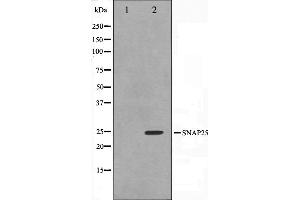 Western blot analysis on RAW264. (SNAP25 Antikörper  (C-Term))