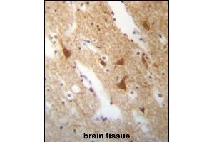 ELAVL3 Antibody (N-term) (ABIN657256 and ABIN2846353) immunohistochemistry analysis in formalin fixed and paraffin embedded human brain tissue followed by peroxidase conjugation of the secondary antibody and DAB staining. (HuC/ELAVL3 Antikörper  (N-Term))