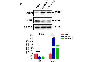 Western Blotting (WB) image for anti-NLR Family, Pyrin Domain Containing 3 (NLRP3) (C-Term) antibody (ABIN6144662)