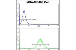 Flow cytometric analysis of MDA-MB468 cells using DFNA5 Antibody (N-term)(bottom histogram) compared to a negative control cell (top histogram)FITC-conjugated goat-anti-rabbit secondary antibodies were used for the analysis. (DFNA5 Antikörper  (N-Term))