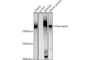 Western blot analysis of extracts of various cell lines, using Fibronectin Rabbit pAb antibody (ABIN7267194) at 1:1000 dilution.