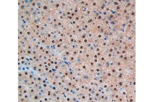 Used in DAB staining on fromalin fixed paraffin- embedded liver tissue (BNP Antikörper  (AA 27-134))