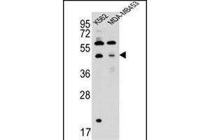 SNX29 Antibody (C-term) (ABIN657262 and ABIN2846357) western blot analysis in K562,MDA-M cell line lysates (35 μg/lane). (SNX29 Antikörper  (C-Term))