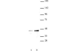 Western blot of SET8 / PR-SET7 antibody. (SETD8 Antikörper  (N-Term))