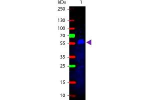 Western Blot of Rabbit anti-Mouse IgG2b (Gamma 2b chain) Fluorescein Conjugated Antibody.